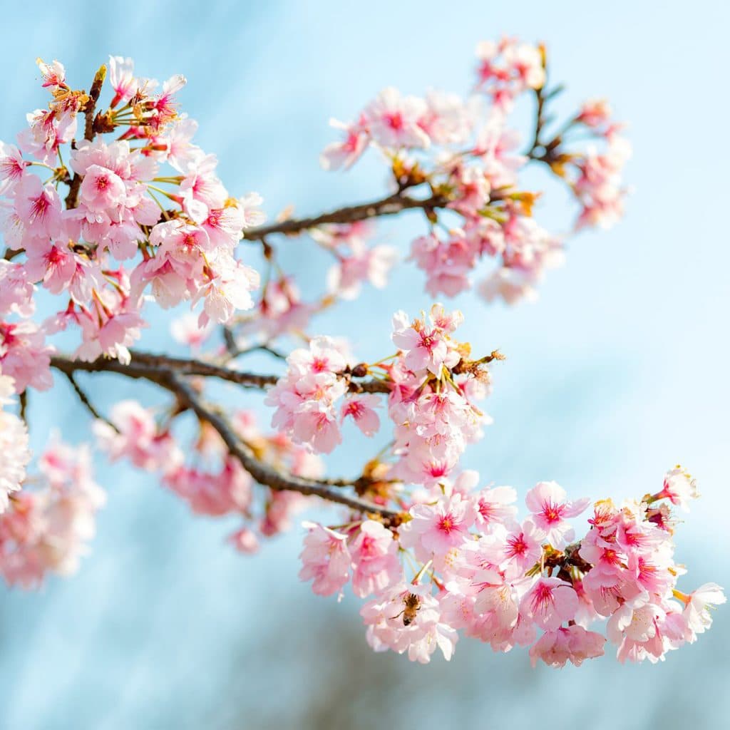 Image - Fleur de sakura