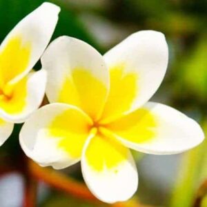 Image - Fleur de tiaré