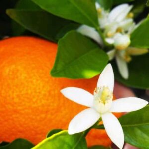 Image - Fleur d'oranger